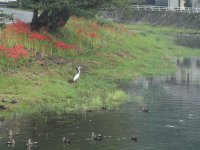 岩科川に13羽の鴨が飛来しました
