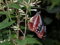 アサギマダラ蝶