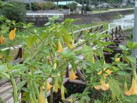 エンゼルストランペット