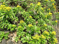 海岸沿いで咲くイソギク