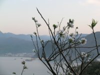 国道136号沿いの桜