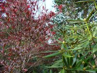 シャクナゲ園紅葉