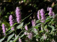 ナギナタコウジュ