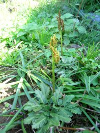 フユノハナワラビ