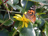 ツワブキに蝶がとまっています