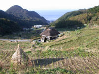 今日の石部棚田