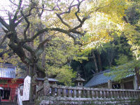 伊那下神社のイチョウ