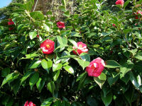 国道１３６号沿いのヤブツバキ