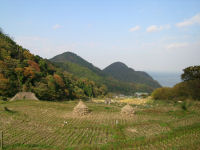 今日の棚田とレンゲ草