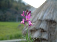 ヒメキンギョソウ