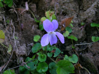 棚田で見つけたタチツボスミレ