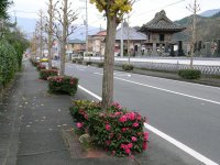 ハイカンツバキ