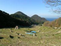 今日の石部棚田