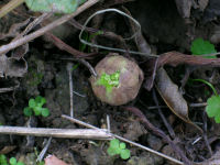 石部棚田で見つけたフキノトウ