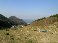 今日の石部棚田