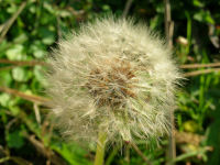 石部棚田で見つけたタンポポの綿毛