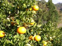 みかん園