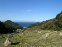 今日の石部棚田です