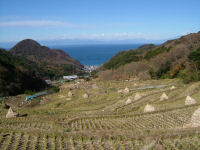 今日の石部棚田