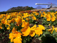 三聖苑の花時計