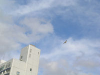 松崎海岸では凧が上がっています