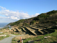 今日の石部棚田