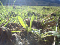 中耕地花畑の様子