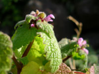 ヒメオドリコソウ