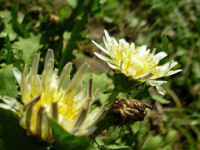 シロバナタンポポ