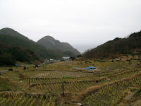 今日の石部棚田