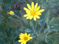 ユリオプスデージー