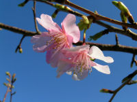 石部棚田で咲いていた河津桜