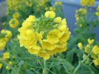 菜の花