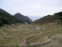 今日の石部棚田