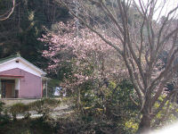 早咲きの桜