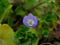 土手で見つけたオオイヌノフグリ