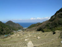 今日の石部棚田