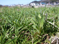 中耕地花畑の様子