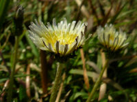 シロバナタンポポ