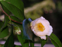 シロバナヤブツバキ