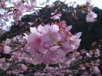 河津桜