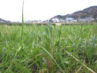 那賀大規模花畑