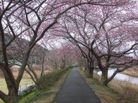 那賀川沿いの桜