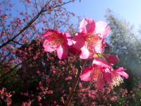 早咲き隠居桜が咲き始めました