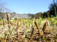 土筆が顔を出しました