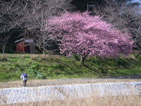 伏倉の桜