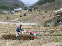 今日の石部棚田