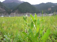 田んぼをつかった花畑