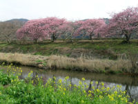 那賀川沿いの桜