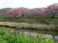 那賀川沿いの桜
